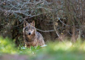 El lobo: eterno conflicto