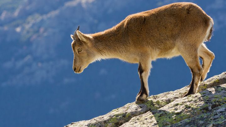 Homologación de la cabra hispánica y otros menesteres