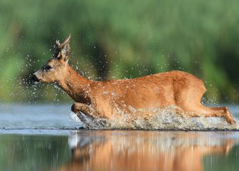 Febrero ¡Cara de pre corcero!