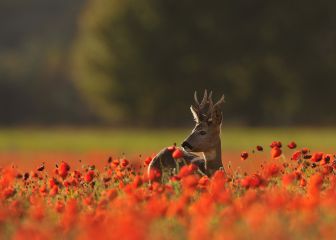 Por la Cruz, ya ve el lobo la luz…