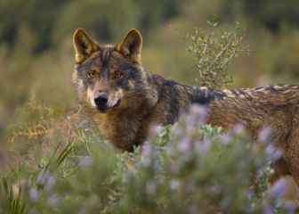 Quien con lobos anda, a aullar aprende.
