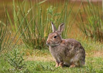 La caza en verano: el descaste