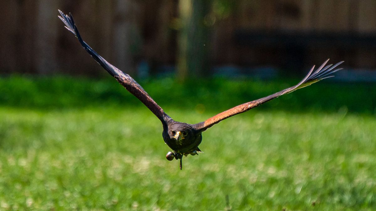 Falconry is the art of training raptors to hunt free animals in their natural environment.  Passion where they exist.  Falconry: art and passion