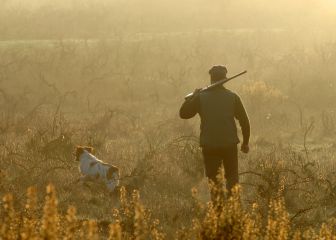 Algunos perros de caza