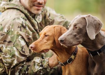 El perro de caza en veda