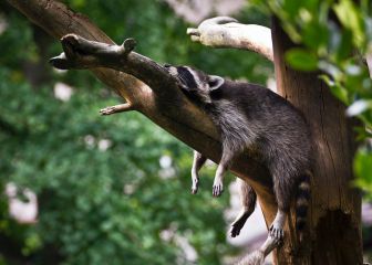 Claves para conciliar el sueño: cómo dormir (bien) y recuperar energía