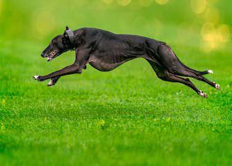 La verdad de los perros de caza