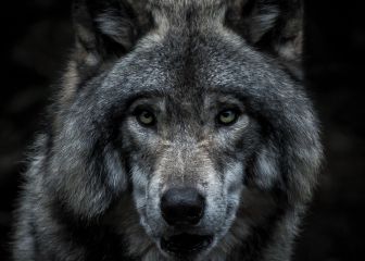 ¿Quién teme a su lobo feroz? Consejos para gestionar bien tu diálogo interno
