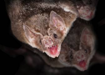 Los murciélagos y el coronavirus: ¿son el origen del COVID-19?