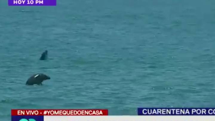 ¿Es necesaria una cuarentena para ver esto? Los delfines conquistan las playas de Perú...