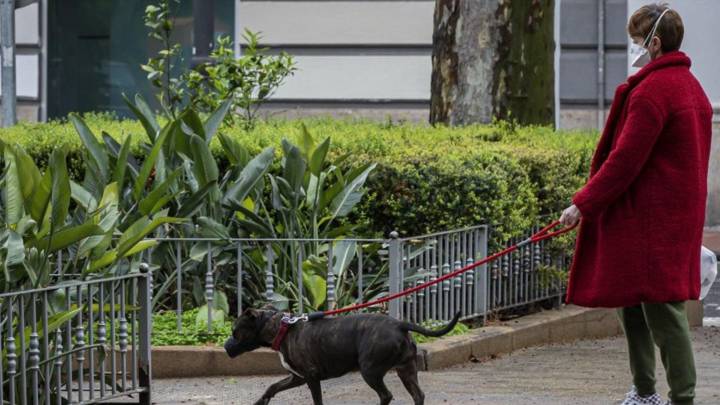 Coronavirus: ¿puedo sacar al perro todos los días si vivo solo?