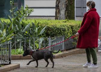 Coronavirus: ¿puedo sacar al perro todos los días si vivo solo?