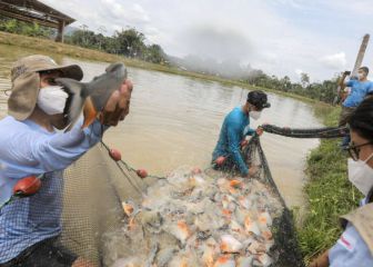 Coronavirus en Perú, en vivo: se superan los 900.000 casos