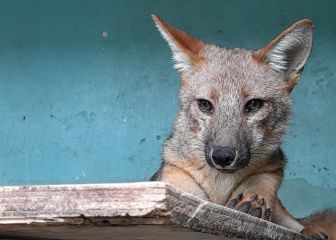 Captura del zorro Run run: dónde ha sido capturado y a dónde lo han llevado