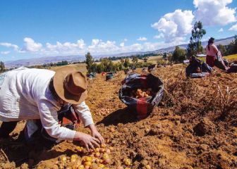 Bono Wanuchay: ¿podré postularlo si soy beneficiario del Bono Yanapay, 210 soles o Escolaridad?