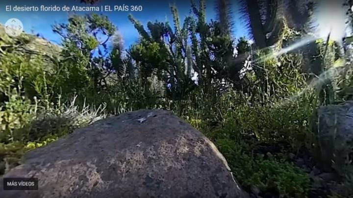 The spectacular flowering of Chile’s Atacama Desert