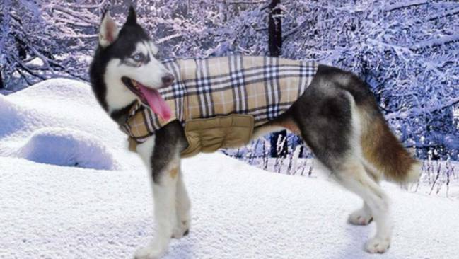Complementos y ropa perros: abrígalo este invierno