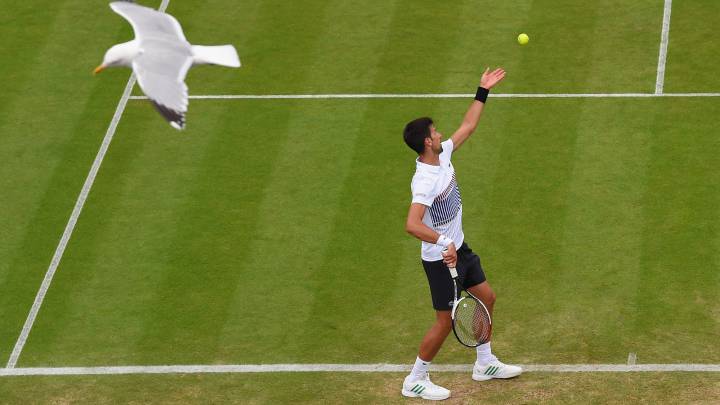 Djokovic también es baja en Doha por sus dolores en el codo