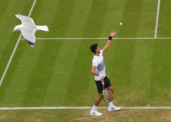 Djokovic anuncia que está 