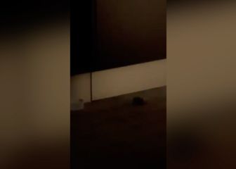 Indignación total: la cambiaron de habitación y se encontró otra rata en el Australian Open