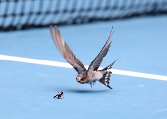 Duelo animal en la pista de Melbourne