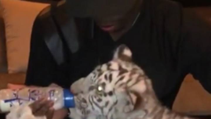 Captura del Instagram Stories de Lingard con Paul Pogba alimentando a una cría de tigre.