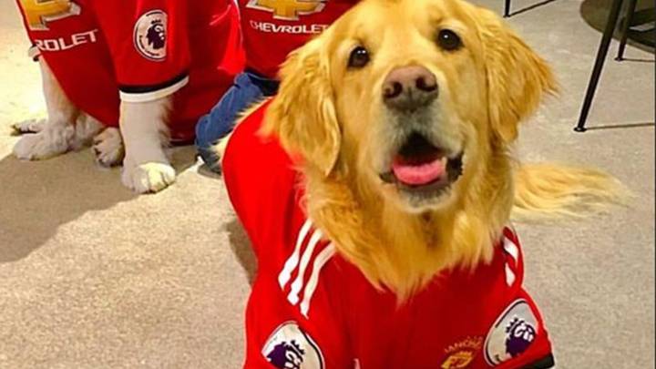 Los perros de Alexis Sánchez con la camiseta del United.
