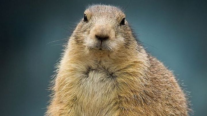 Día de la Marmota 2021: qué es, por qué se celebra y cuál ...