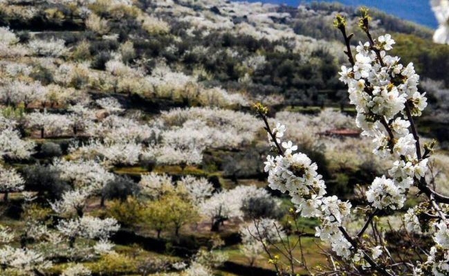 Cerezos en flor en el Valle del Tiétar (Sierra de Gredos, Ávila), Guía  Repsol