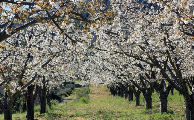 Flor de cerezo: las variedades de cerezos en flor más bonitas
