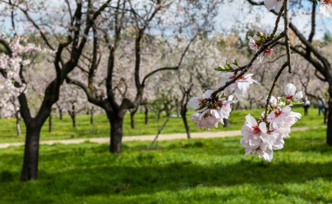 Los mejores lugares de España para ver los almendros en flor - Tikitakas