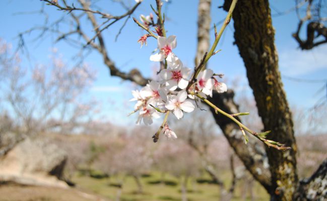 Los mejores lugares de España para ver los almendros en flor - Tikitakas