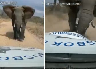 El brutal ataque de un elefante a un coche: alucinen con como quedó el automóvil...