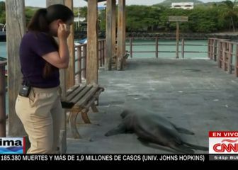 Un lobo marino sorprende a una reportera en pleno directo