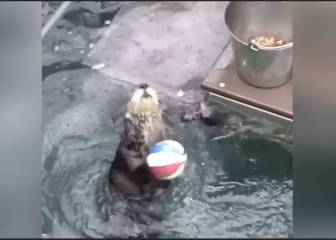 El mano a mano entre una nutria y los Harlem Globe Trotters
