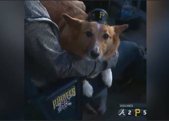 A estos perritos les encanta el béisbol y alegraran la cuarentena