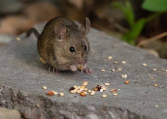 Hantavirus: qué es este virus y cuáles son sus síntomas