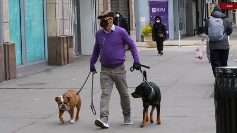 Coronavirus en USA: ¿Por qué se disparan las adopciones de perros durante el aislamiento?