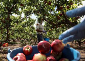 ¿Cómo desinfectar frutas y verduras por el COVID - 19?