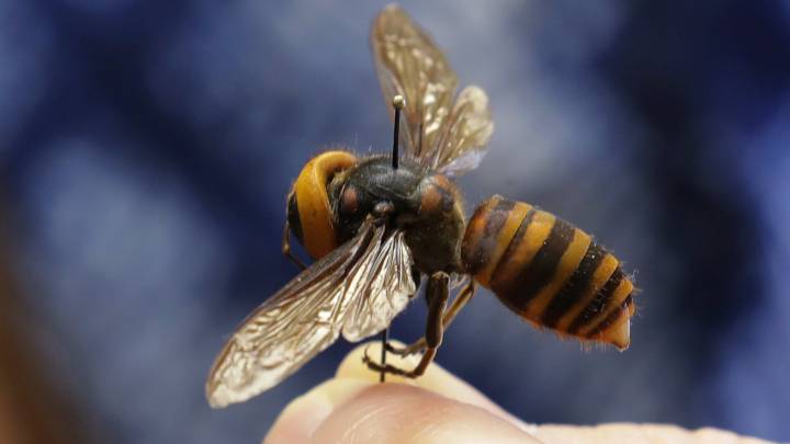 La avispa gigante asiática, nueva amenaza para USA en medio del coronavirus