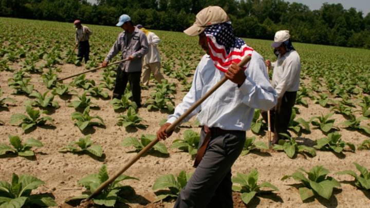 Trabajadores Indocumentados": El verdadero poder detrás del sector agrícola estadounidense - IQ Latino