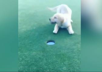 Este perro ayuda a su dueño y hace un hoyo en uno
