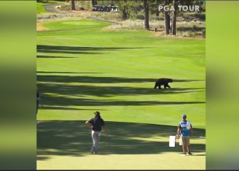 Un oso sorprendió a los golfistas al entrar en el campo