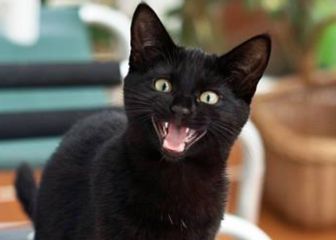 ¿Cómo y por qué nace el miedo a los gatos negros?