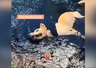 Increíble recuperación de este perro que quedó atascado en el asfalto