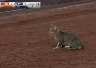 ¿Un gato provocó que la maldición de los Orioles?
