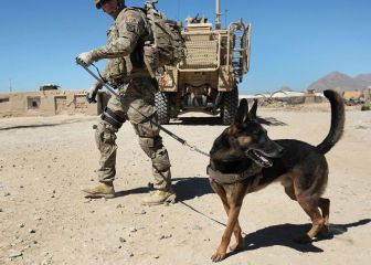 El Pentágono desmiente abandono de perros militares en Afganistán