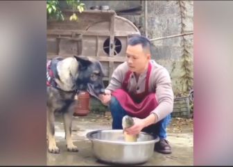 Cuando los animales nos muestran su lado más humano