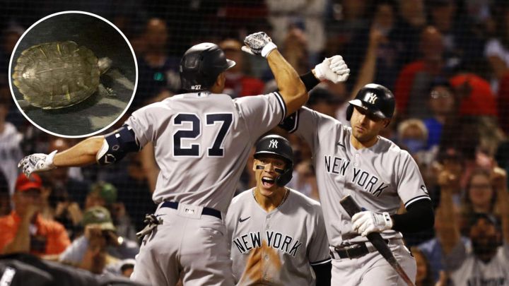 Los Yankees han sumado una serie de victorias consecutivas, aumentando sus probabilidades de llegar a la postemporada y todo gracias a ‘Bronxie, la tortuga’.