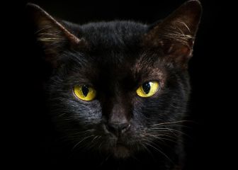 ¿Por qué los gatos negros son un símbolo de Halloween?